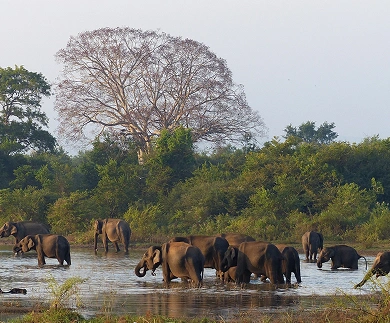 Ceylon Adventure Tours - Customized package